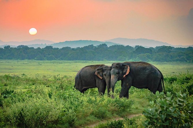 Ella → Udawalawa Safari & Coastal Drop-off