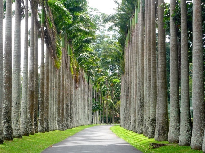 Peradeniya Royal Botanical Gardens Image 2