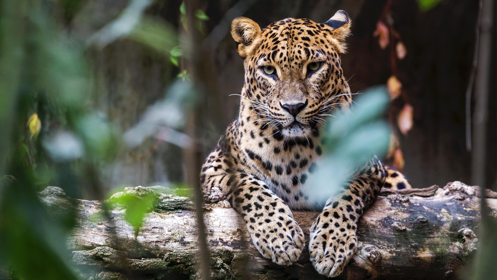 Roar of the Jungle: A Thrilling Yala Safari Adventure Image 2