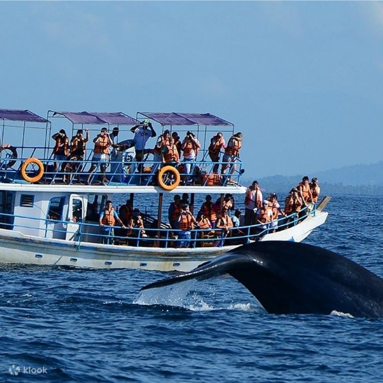 A Perfect Day in Mirissa: Whale Watching, Surfing, and Sunset Serenity Image 2