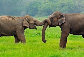 Mirissa To Yala-Two Best Sights: Relaxing Beaches And Exciting Safaris