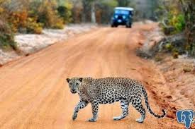 Roar of the Jungle: A Thrilling Yala Safari Adventure Image 1